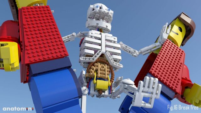 LEGO Ideas Anatomini