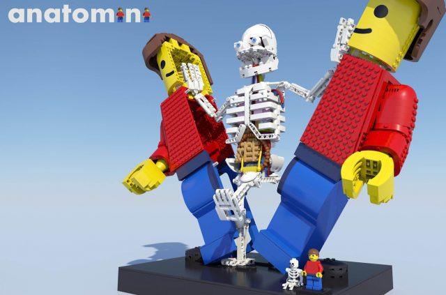 LEGO Ideas Anatomini