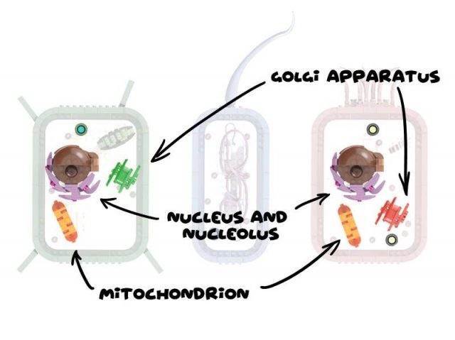 LEGO Ideas Biology