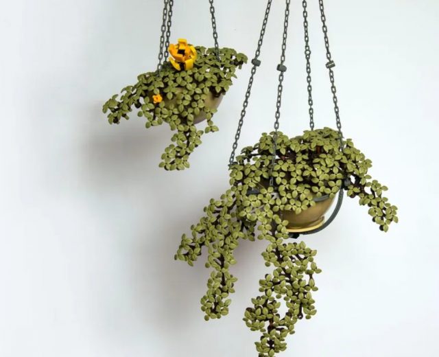 Hanging Flowers