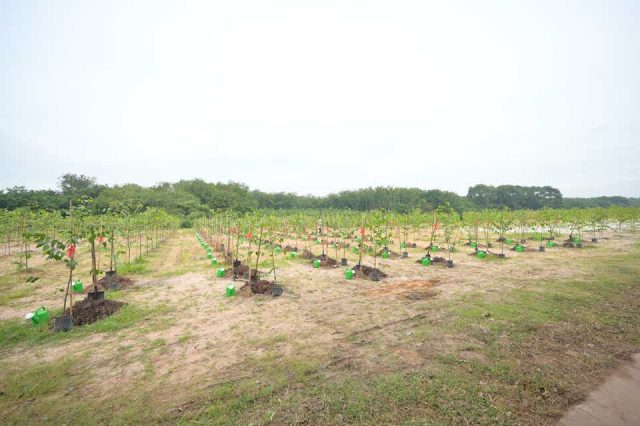 Piantumazione di alberi